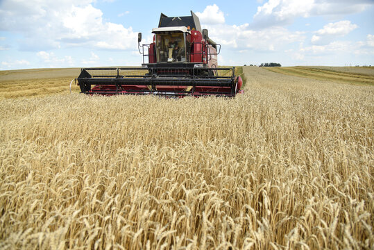 The combine harvester works in the field, the summer grain harvest.