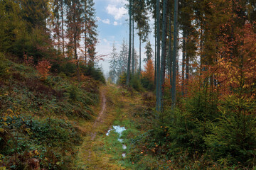 Obraz premium Beautiful autumn morning in the mountain hill spruce forest. Vivid morning in colorful woodland.