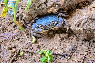 
Rare Crab, Red Flower Crab, is a rare wildlife in Ban Kong community. You can find it here, the only place in Thailand. Haven't found anywhere else, Mae Sai District, Chiang Rai Province, 57130 Thail