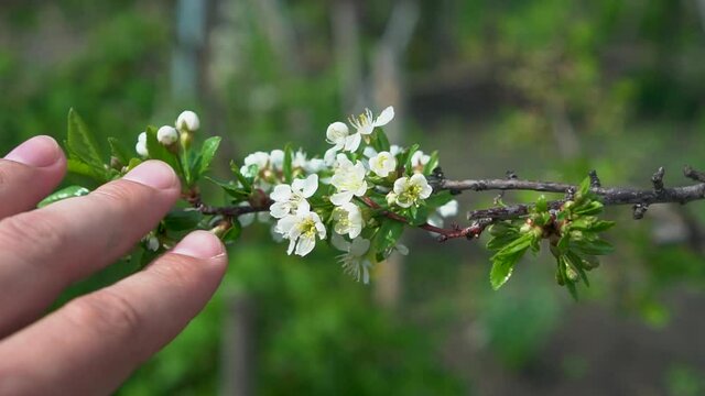 Male Hand Touches Apple Flowers. Branch with Apple Blossoms in the Garden Close-up. The concept of the Unity of Man with Nature