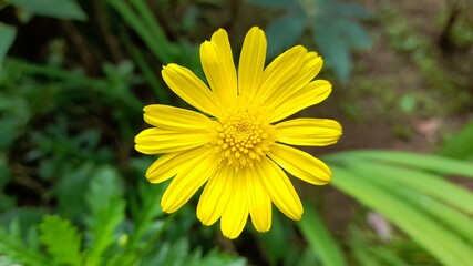 yellow flower