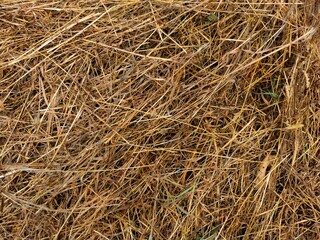 hay tangled blades of grass animal feed farm