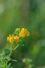 Yellow alfalfa (Medicago falcata).