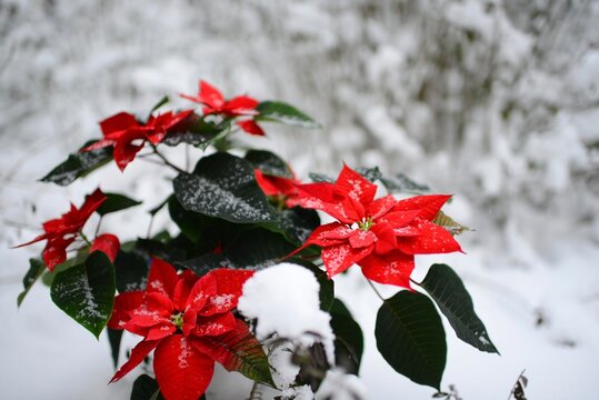 living flower in the snow before Christmas