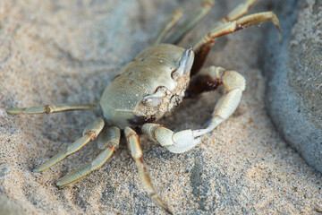 Blue Swimmer Crab