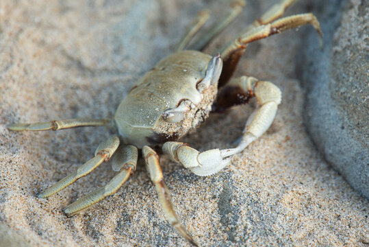 Blue Swimmer Crab