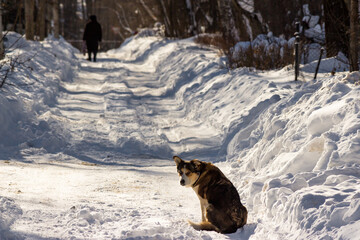 Sad dog sits on a snowy road on a sunny winter day