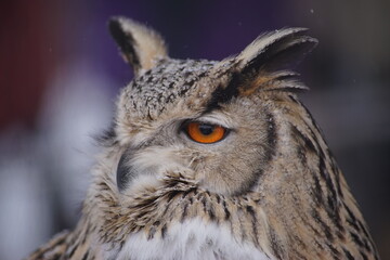 owl
