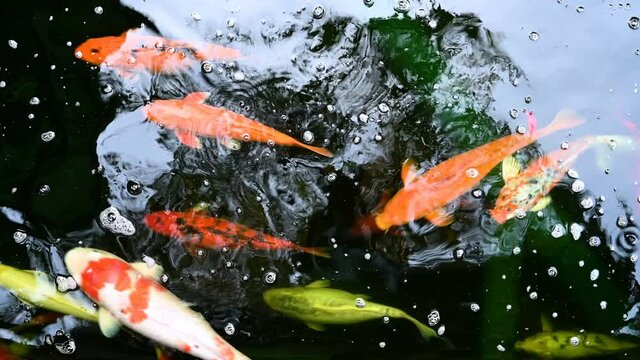 Koi fish or carp fish swimming in pond. It golden red orange and yellow of body koi fish. The surface ripples while the carp fish swim in the pond.