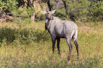 Naklejka na ściany i meble Deer (Cerves unicolor) in Ranthambore National Park