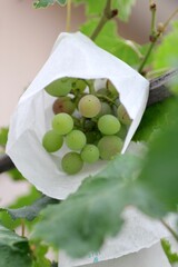 栽培中の葡萄