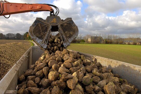 Chargement de betterave dans un camion 3 essieux 44 tonnes, sur le bord d'une toute de campagne