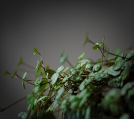 green moss on the ground