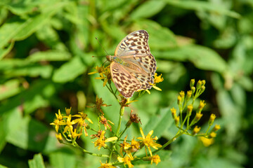 ハンゴンソウとチョウ