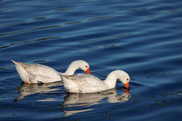 Two ducks in their natural environment.