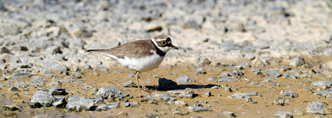 Little ringed plover // Flussregenpfeifer  (Charadrius dubius) 