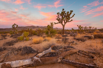 Landscape of Joshua Trees in Joshua Tree National Park, California USA