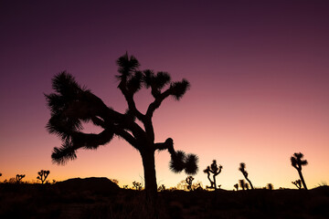 Fototapeta na wymiar Landscape of Joshua Trees in Joshua Tree National Park, California USA