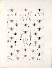 A study of biota and nature in North Africa