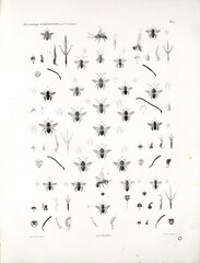 A study of biota and nature in North Africa