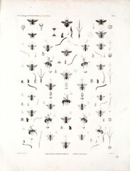 A study of biota and nature in North Africa