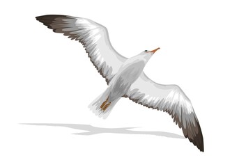 larus laridae aves bird illustration vector