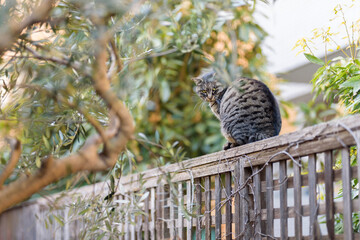 Scenery with Japanese stray cats