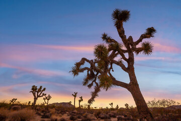 Landscape of Joshua Trees in Joshua Tree National Park, California USA