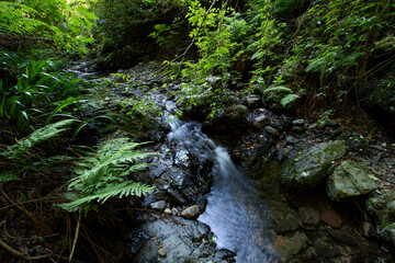 Creak runs through Mt. Takao, Tokyo, Japan.