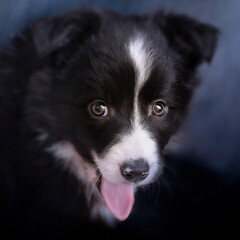 laughing border collie dog in blue background