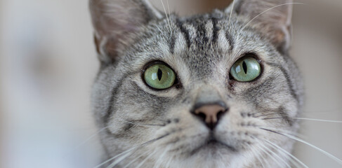 見つめる猫　サバトラ猫