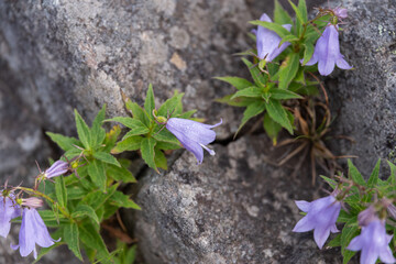 紫色の花を咲かす高山植物