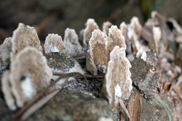 lichen on the tree