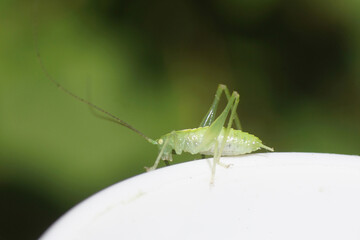 Nymph Southern oak bush cricket (Meconema meridionale) or Oak bush cricket, drumming katydid (Meconema thalassinum). Subfamily Meconematinae. Family bush-criket (Tettigoniidae). On a white background.
