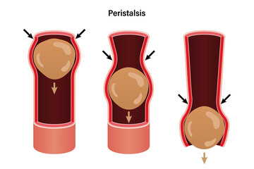 Peristalsis, involuntary wave like muscle contractions which move food bolus. Biological education - obrazy, fototapety, plakaty