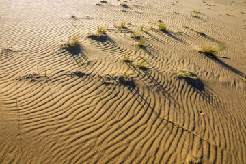 Sparse vegetation on the sand
