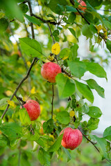 Red apples on a branch with raindrops, ready to be harvested. Selective focus.fresh and juicy organic apples ready for harvest in the apple plantation orchard.