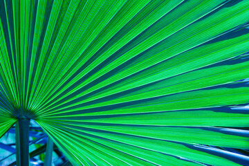 abstract palm leaf background, closeup blue leaves texture