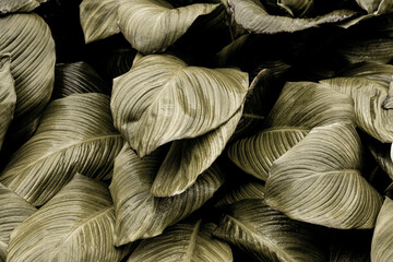abstract red leaf texture, closeup nature view of leaves background.