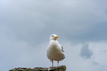 Seagull on a stone wall