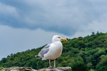 Seagull on a stone wall