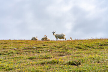 Goats on Great Orme