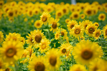 Obraz premium ひまわり畑にて たくさんのヒマワリ
