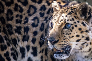 The face of an amur leopard in sunlight. Critically endangered in the wild and native to the Primorye region of southeastern Russia and northern China