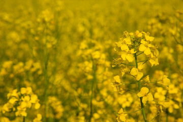 Blooming rapeseed field of Ukraine against the blue sky with clouds	