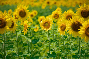 ひまわり畑にて　たくさんのヒマワリ