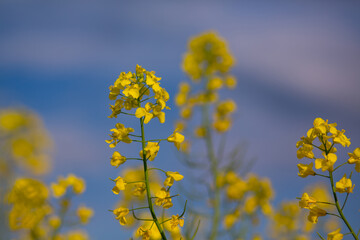 Obraz premium Blooming rapeseed field against a pink-blue sky at sunset
