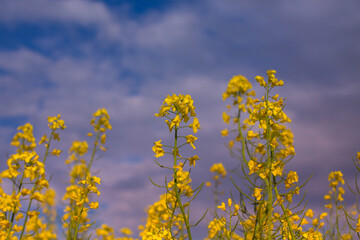 Obraz premium Blooming rapeseed field against a pink-blue sky at sunset