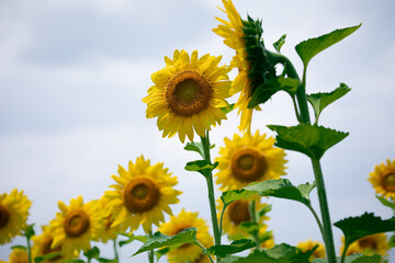 ひまわり畑にて　たくさんのヒマワリ