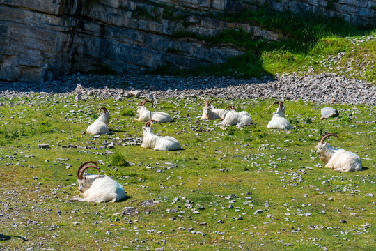 Kashmiri Goats On Great Orme